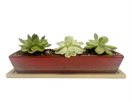 Kipokalor Long Rectangle red Succulent Planter Pot, Ceramic Succulent Planter