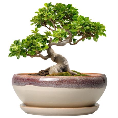 SQOWL Bonsai Tree Pots - 10 Inch Ceramic Succulent Pots, Round Shallow Planter