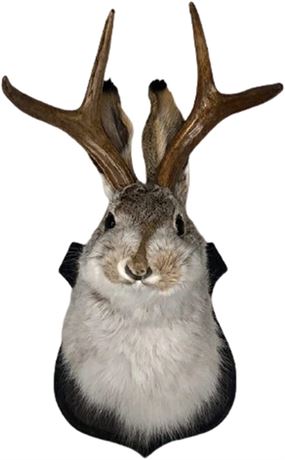 Jackalope Mount Wall Decor, The Latest Legend of Antlers, Animal Head Wall