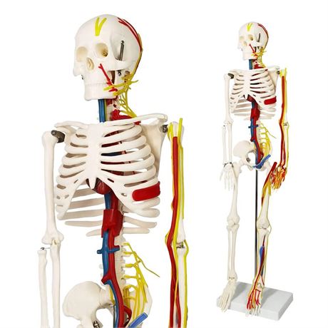 33" Human Skeleton Model with Nerves, Veins and Arteries, Removable Skull Cap,