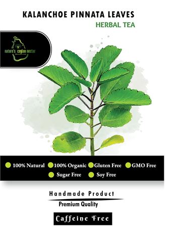 60 Dried Kalanchoe Pinnata Leaves Tea Bags Healthy Pure Leaves 100% Pure &