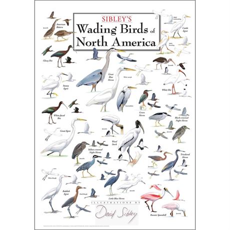 LEWERSWBPT119 19 X 27 in. Sibleys Wading Birds of North America Poster
