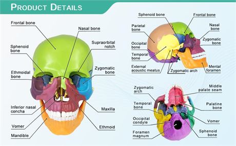 2021 Newest 15 Parts Palm-& Learning (Colorful Skull)