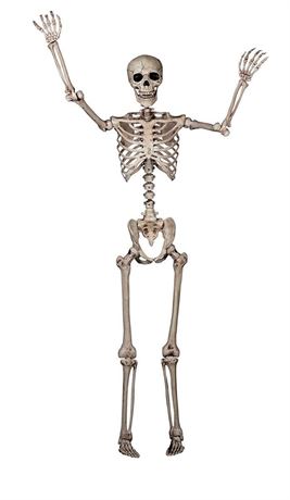 5FT Realistic Life Size Poseable Skeleton Decoration | Skeleton Decorations