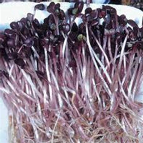 Organic Sango Purple Radish Seeds - 4 Oz - Purple Leaves - Non-GMO, Vegetable,